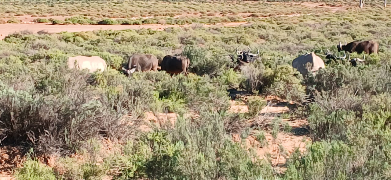 Aquila Big Five Safari — photo 3