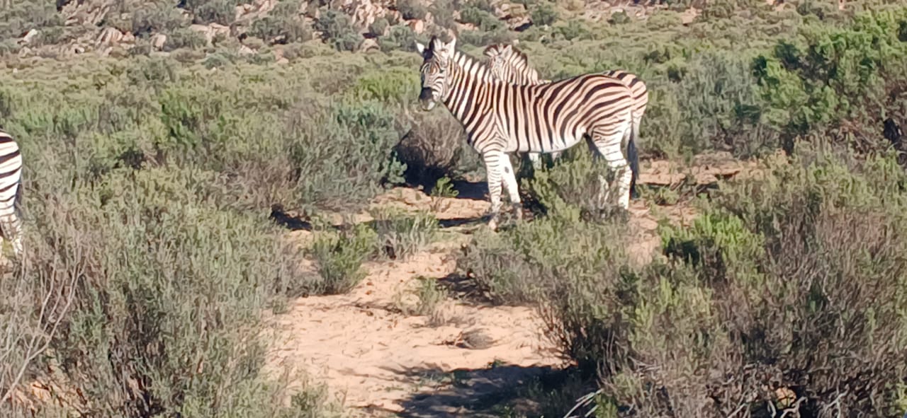 Aquila Big Five Safari — photo 2