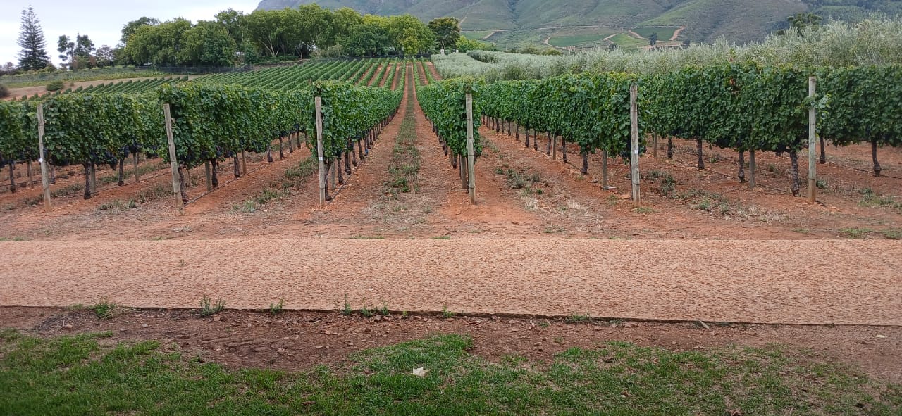 Full-Day Wine Tour — photo 3